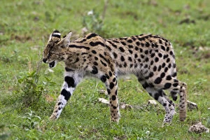 Africa. Tanzania. Serval Cat at Ngorongoro