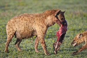 Africa. Tanzania. Spotted Hyena with Wildebeest
