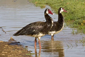Africa. Tanzania. Spur-Winged Geese in Ngorongoro