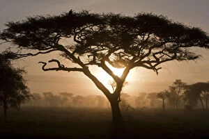 Acacia Gallery: Africa. Tanzania. Sunrise in early morning