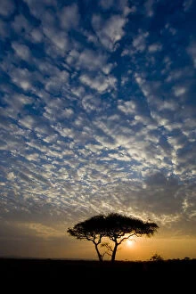 Acacia Gallery: Africa. Tanzania. Sunrise in Serengeti NP