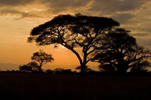 Images Dated 21st May 2009: Africa. Tanzania. Sunset with Acacia