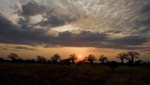 Images Dated 21st May 2009: Africa. Tanzania. Sunset with Baobab trees