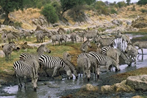 Africa, Tanzania, Tarangire Safari. Burchell