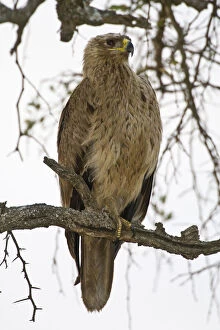 Images Dated 21st May 2009: Africa. Tanzania. Tawny Eagle at Tarangire