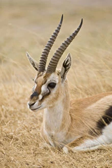 Images Dated 21st May 2009: Africa. Tanzania. Thompson's Gazelle at