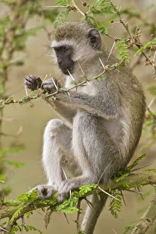 Aethiops Gallery: Africa. Tanzania. Vervet Monkey at Manyara