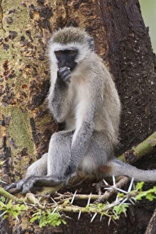 Africa. Tanzania. Vervet Monkey at Ngorongoro