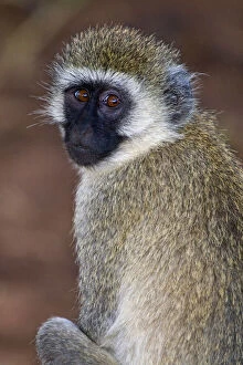 Images Dated 8th August 2012: Africa. Tanzania. Vervet Monkey in Tarangire