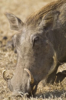 Images Dated 21st May 2009: Africa. Tanzania. Warthog at Ngorongoro