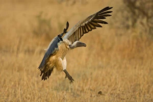 Africa. Tanzania. White-backed Vulture flying