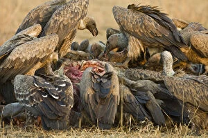 Africa. Tanzania. White-backed Vultures