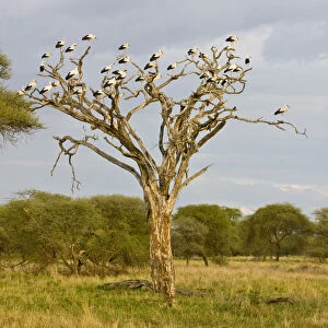 Storks Gallery: Africa. Tanzania. White Storks perched