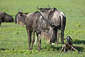 Africa. Tanzania. Wildebeest birth at Ngorongoro