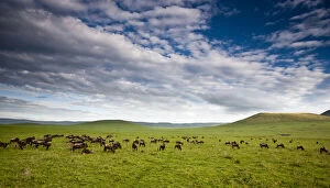 Africa. Tanzania. Wildebeest herd in Ngorongoro