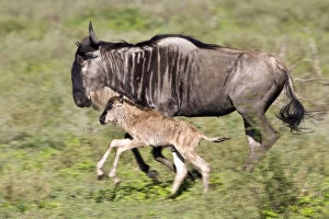 Images Dated 9th June 2010: Africa. Tanzania. Wildebeest mother