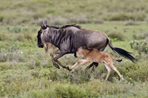 Images Dated 8th August 2012: Africa. Tanzania. Wildebeest mother