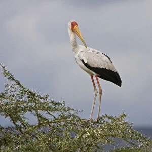 Africa. Tanzania. Yellow-billed Stork in