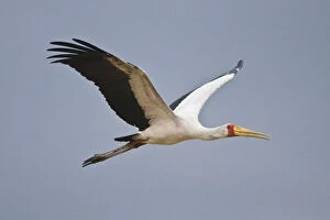 Africa. Tanzania. Yellow-billed Stork flying