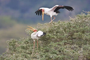 Storks Gallery: Africa. Tanzania. Yellow-billed Storks in
