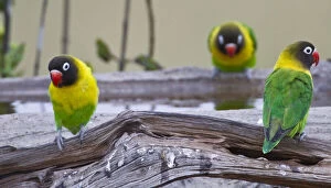 Agapornis Gallery: Africa. Tanzania. Yellow-collared Lovebirds