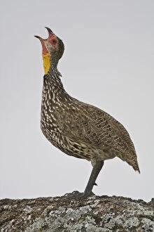 Images Dated 21st May 2009: Africa. Tanzania. Yellow-necked Spurfowl
