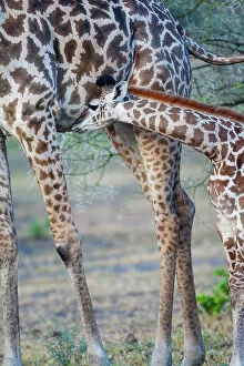 Camelopardalis Gallery: Africa, Tanzania. A young giraffe suckles
