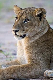 Images Dated 8th August 2012: Africa. Tanzania. Young lion at rest in