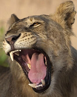 Images Dated 8th August 2012: Africa. Tanzania. Young lion yawns in Tarangire