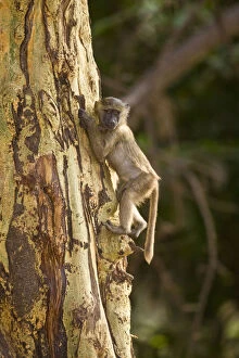 Baboon Gallery: Africa. Tanzania. Young Olive Baboon at