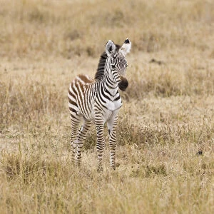 Colt Gallery: Africa. Tanzania. Young Zebra colt at Ngorongoro