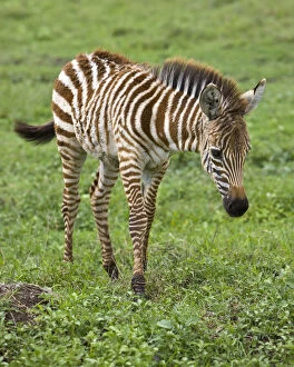 Africa. Tanzania. Zebra colt at Ngorongoro