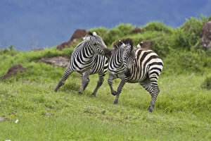 Africa. Tanzania. Zebra males sparring at