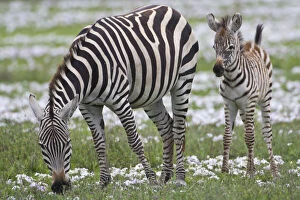 Africa. Tanzania. Zebra mother and colt
