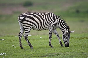 Africa. Tanzania. Zebra at Ngorongoro Crater