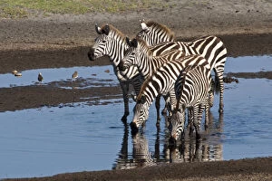 Burchells Gallery: Africa. Tanzania. Zebras drinking at Ndutu