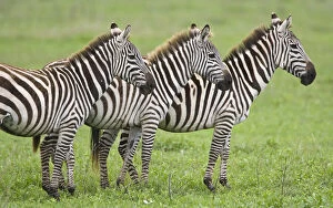 Africa. Tanzania. Zebras at Ngorongoro Crater