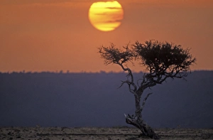 Images Dated 18th July 2005: Africa - Tree at sunset