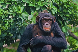 Africa, Uganda, chimpanzee