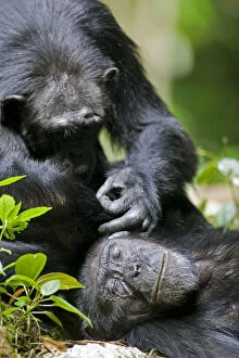 Chimpanzee Gallery: Africa, Uganda, Kibale Forest Reserve, Chimpanzee