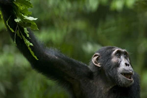 Chimpanzee Gallery: Africa, Uganda, Kibale Forest Reserve, Portrait