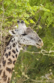 Africa; Zambia; South Luangwa Park; Giraffe