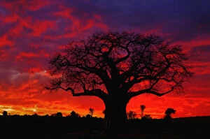 Images Dated 8th August 2012: African baobab tree, Adansonia digitata