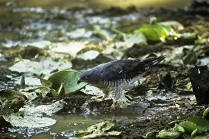 African Baza / Cuckko Hawk