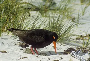 African Black Oystercatcher