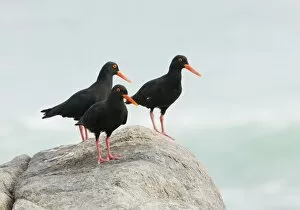 Images Dated 3rd September 2009: African Black Oystercatchers - group of 3 perched on rock - west coast, South Africa