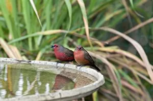 Images Dated 10th January 2010: African / Blue-billed Firefinch - at birdbath