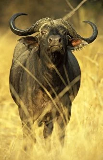 Buffalos Gallery: African Buffalo - Bull