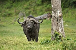 Images Dated 19th September 2008: African Buffalo / Cape Buffalo