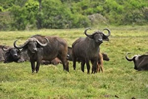 Images Dated 19th September 2008: African Buffalo / Cape Buffalo with calf